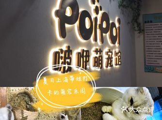 夏日上海带娃打卡的萌宠乐园