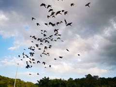 -深圳野生动物园