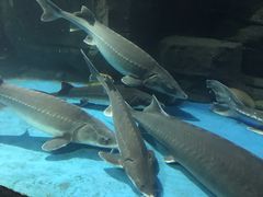 -石家庄海洋公园