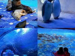 -海合安成都极地海洋公园