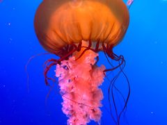 -太平洋海底世界