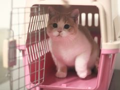 -芭比堂宠物医院·全科爱猫医院·仁德分院