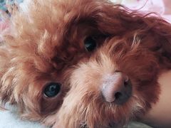 -菲丽丝宠物医院·24小时·猫科中心·免疫点(淮海分院)