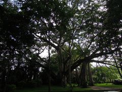 -瑞丽独树成林风景区