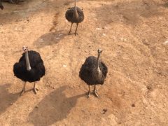 -泉州海丝野生动物世界