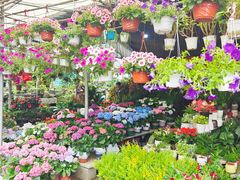 -桂林市花鸟市场