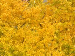 -四川大学(华西校区)