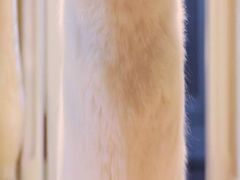 -艾吉宠物医院·疑难杂症转诊中心·猫友好(碧江路院)