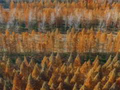 -黄海国家森林公园