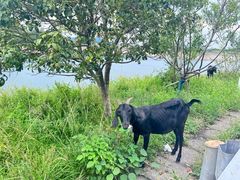 -长沙黑麋峰国家森林公园