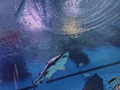 -海合安武汉极地海洋公园