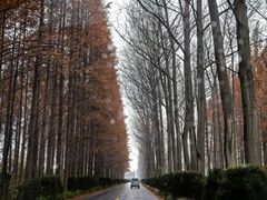 -黄海国家森林公园