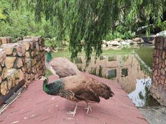 -J Create城市露营咖啡·简餐·宠物(上海动物园店)