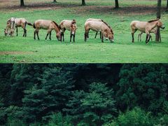 -杭州野生动物世界
