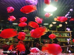-御池园(顾村公园店)