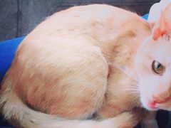 -Malena玛莲娜
