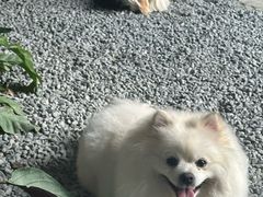 -J Create城市露营咖啡·简餐·宠物(上海动物园店)