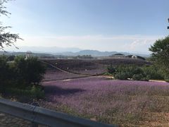 景点-密云玫瑰情园