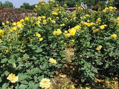 -武汉紫薇都市田园