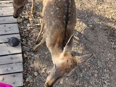 -北京鹿世界主题园