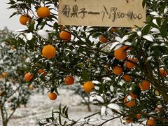 -舒家湾天主教堂
