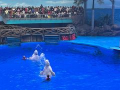 -海合安成都极地海洋公园