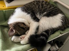 -pd派德宠物中心医院24H急重症·眼科中心·血液透析中心(嵩山北路店)