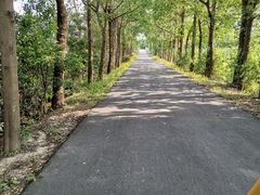 -上海长兴岛郊野公园