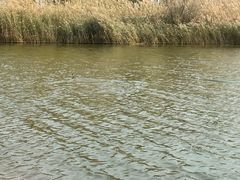 -南大港湿地风景区