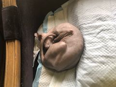 -more than meow吴止猫主题餐厅(承德 中船汇店)