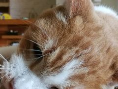 -猫咖时代(中山亭店)