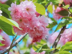 -长白岛森林公园