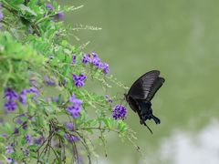 -广州神农草堂中医药博物馆