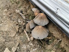 -武汉世外桃源农庄