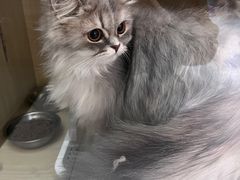 -平行世界·猫咖(首经贸店)