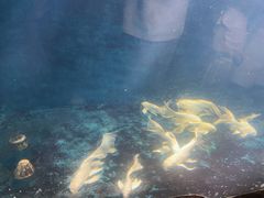 -西安曲江海洋极地公园
