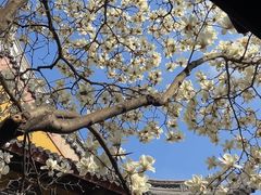 -龙华寺