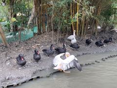 -广州长隆飞鸟乐园