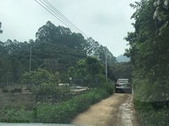 -大屏嶂森林公园
