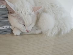 -Heymao猫咖.咖啡厅(东门店)