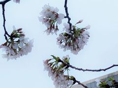 -龙美术馆(西岸馆)