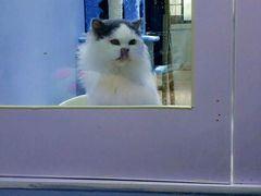 大堂-喵的天空名猫咖啡馆·撸猫·猫舍·用品