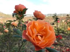 -漩门湾国家湿地公园