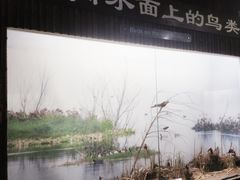 -泗洪洪泽湖湿地景区