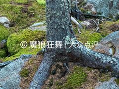 -汤旺河林海奇石景区