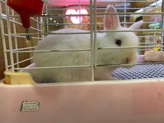 -宠物兔专门店(天丰利市场店)