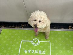 -瑞鹏宠物医院·骨外科·心肾科·肿瘤科(九亭店)