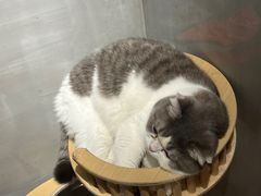 -PETKIT小佩宠物·低压洗护(国顺东路店)