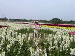 -杭州湾海上花田景区