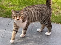 -龙华素斋(龙华路店)